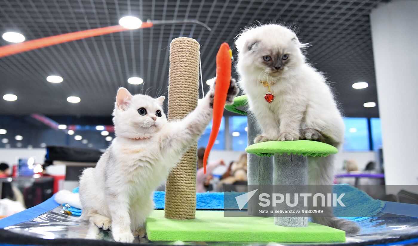 Russia Cat Show