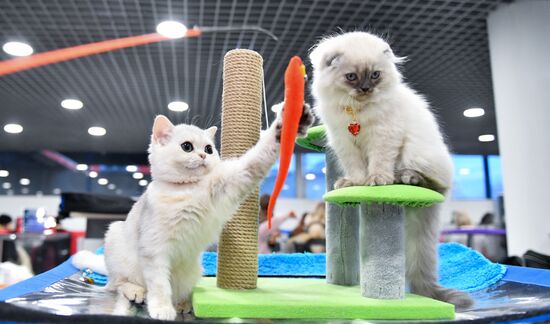 Russia Cat Show