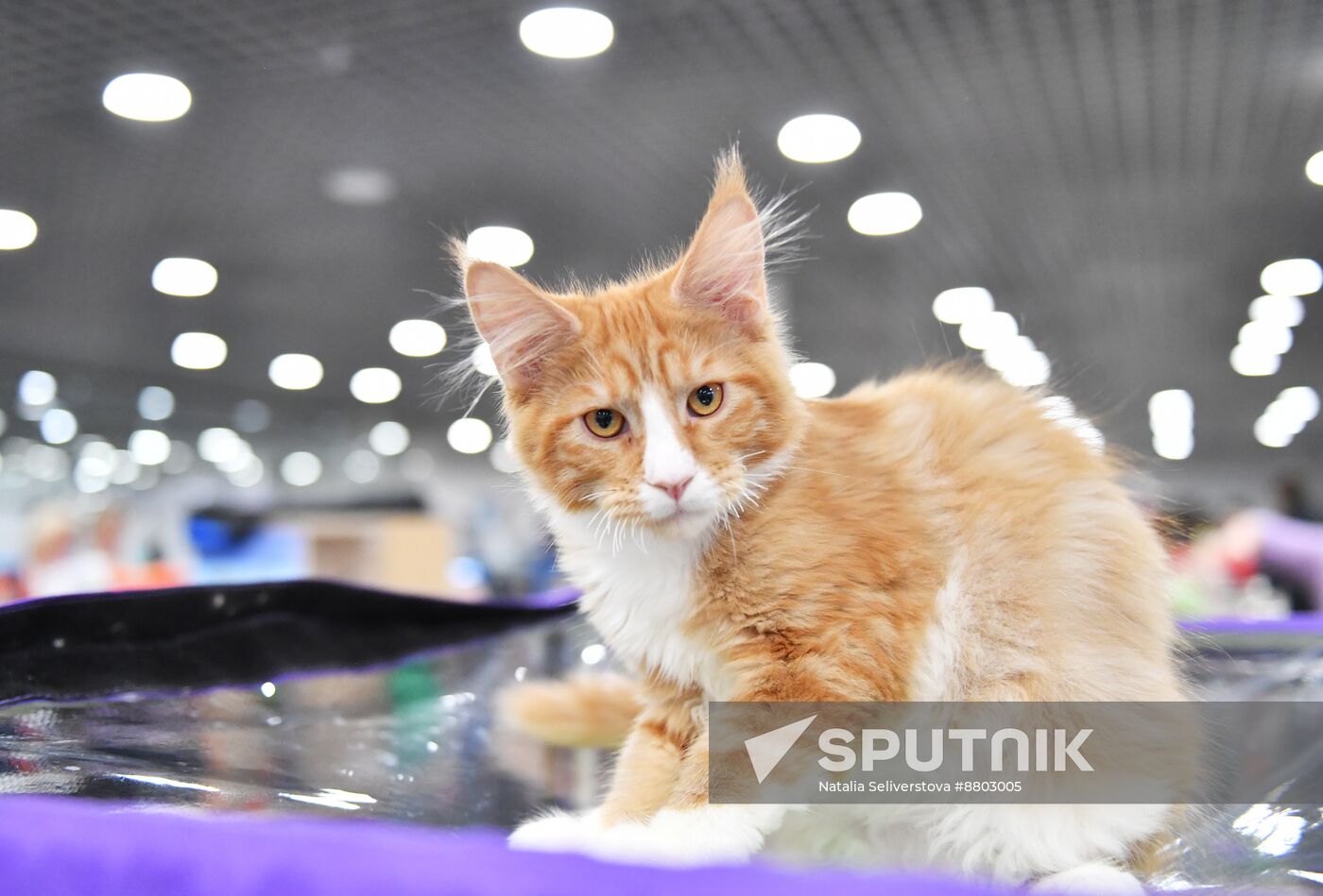 Russia Cat Show