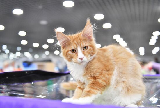 Russia Cat Show