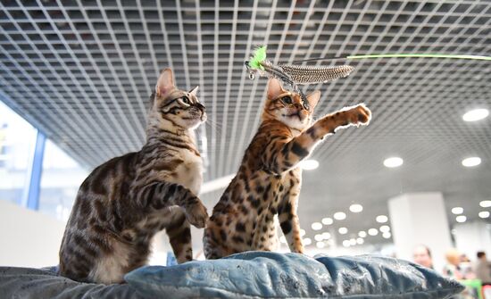 Russia Cat Show
