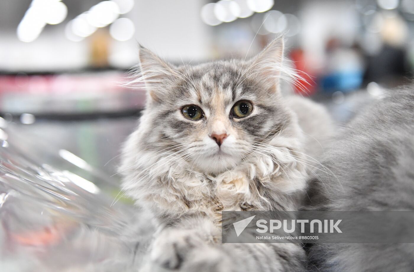 Russia Cat Show