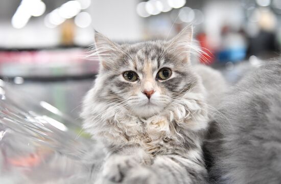 Russia Cat Show