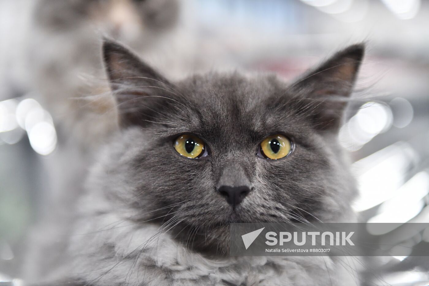 Russia Cat Show