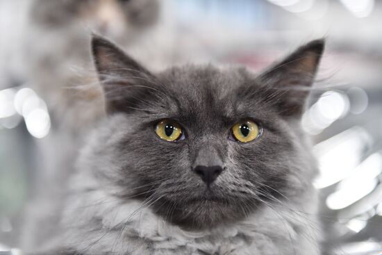 Russia Cat Show