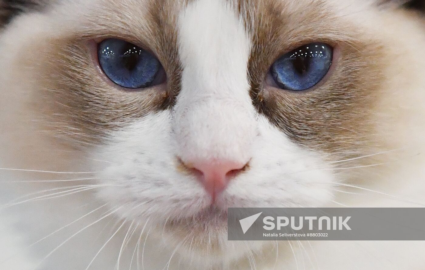 Russia Cat Show