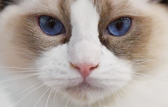Russia Cat Show