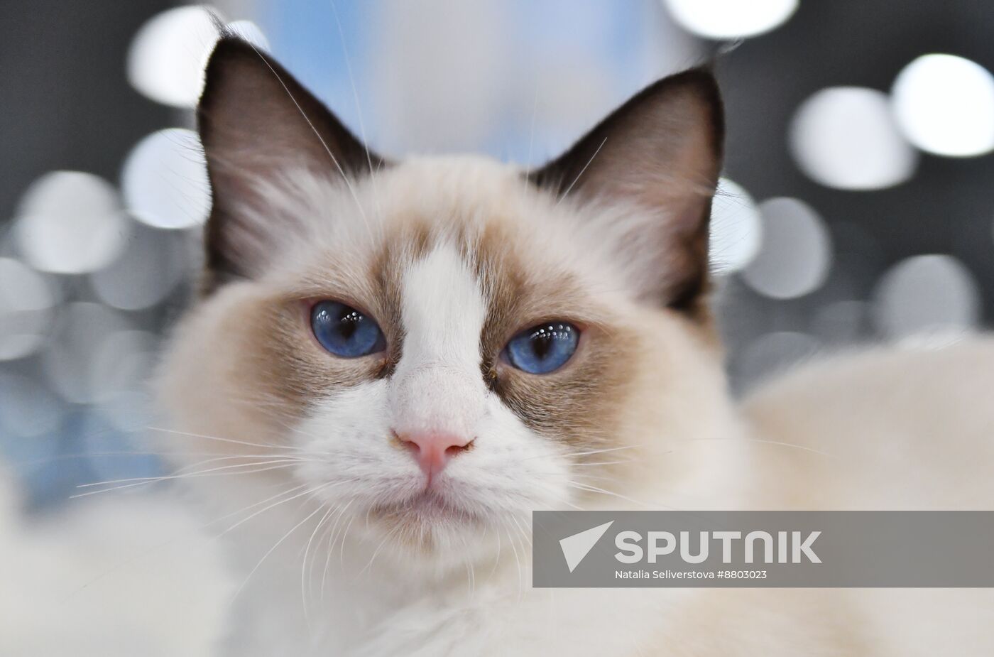 Russia Cat Show