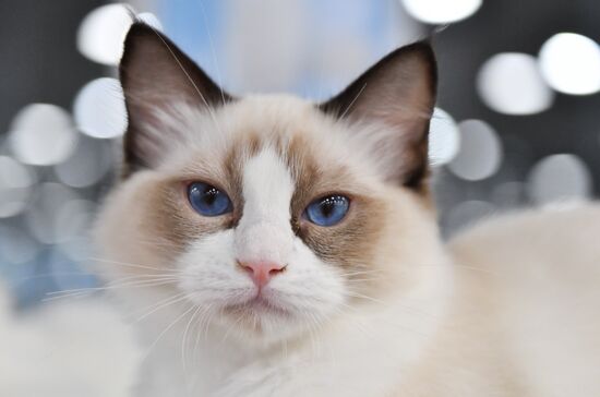 Russia Cat Show