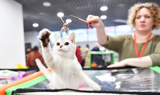 Russia Cat Show