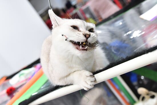 Russia Cat Show