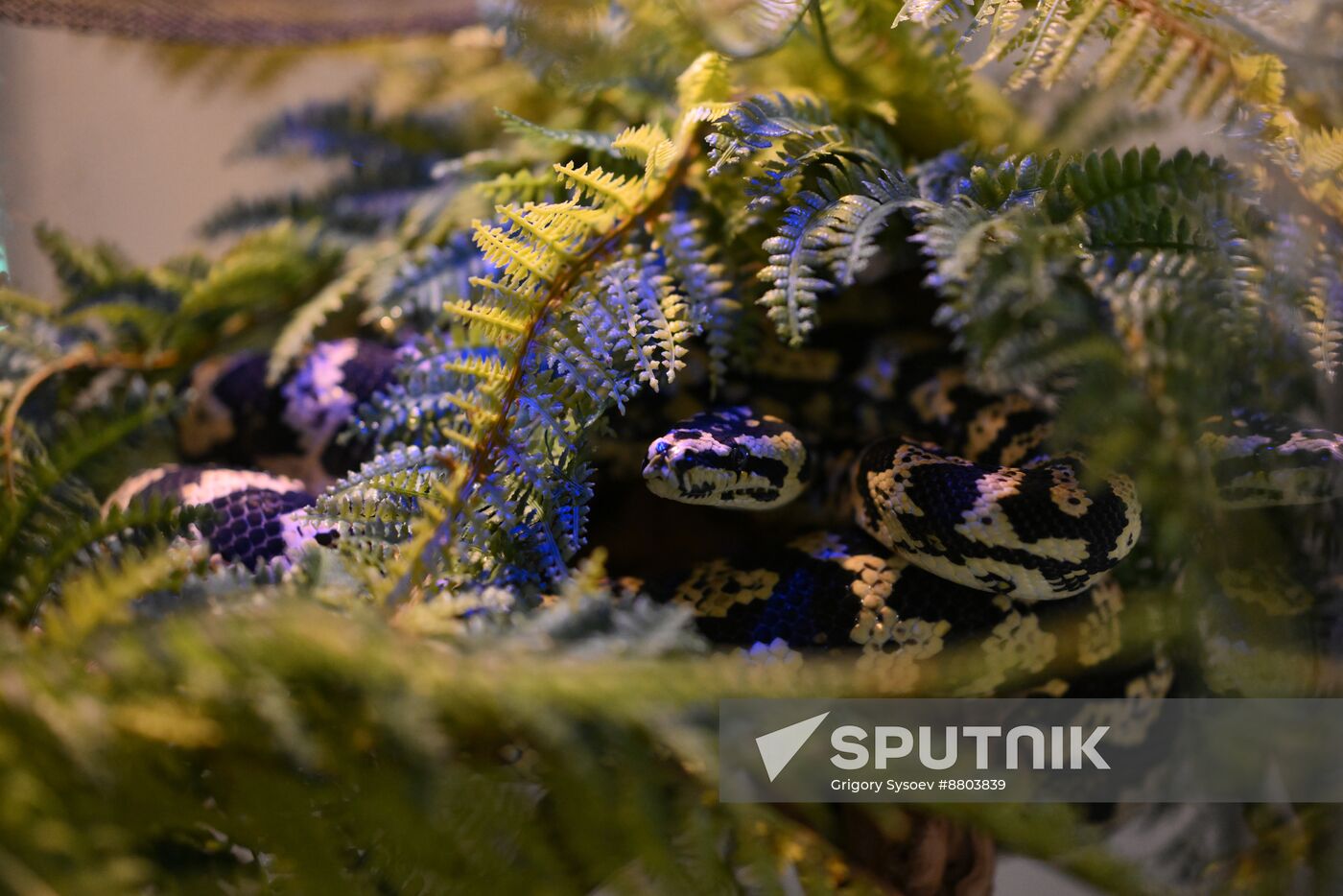 Russia Lunar New Year Symbol