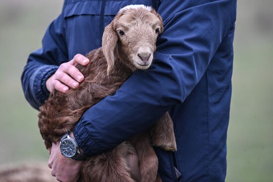 Russia Agriculture Livestock Breeding