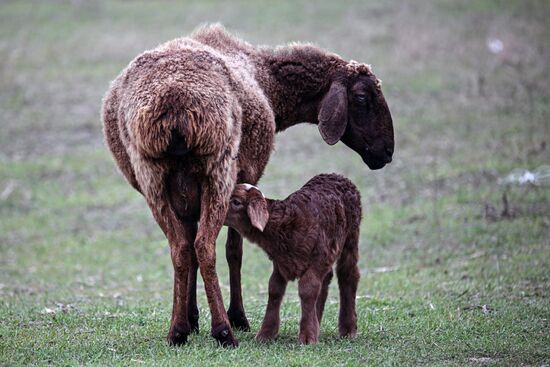 Russia Agriculture Livestock Breeding
