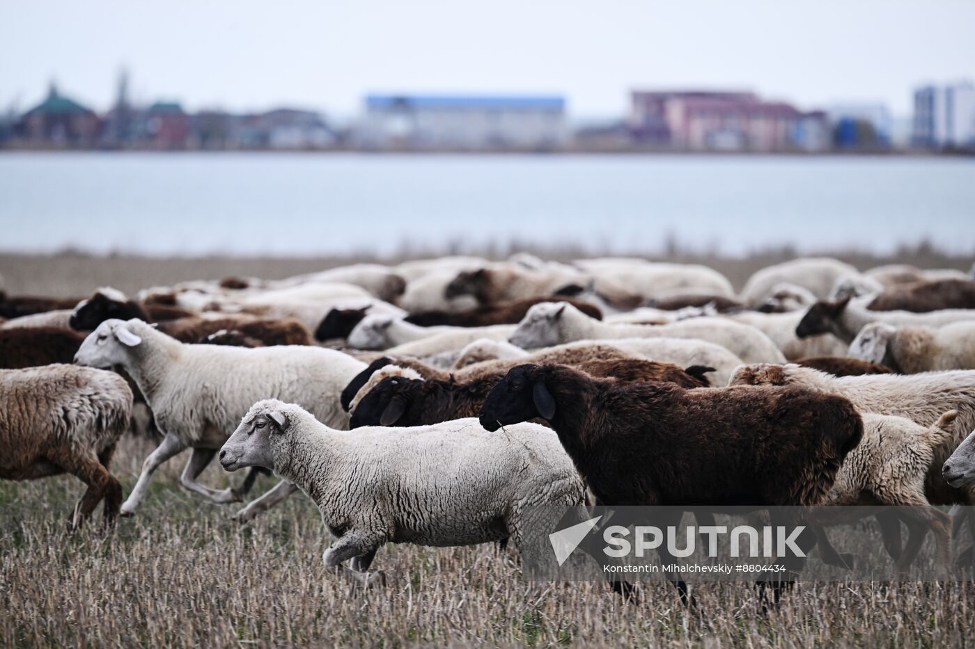 Russia Agriculture Livestock Breeding