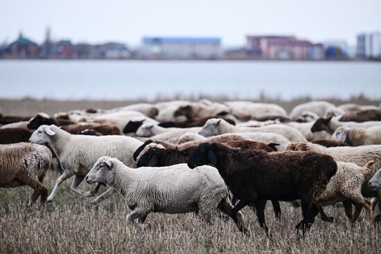 Russia Agriculture Livestock Breeding