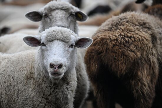 Russia Agriculture Livestock Breeding