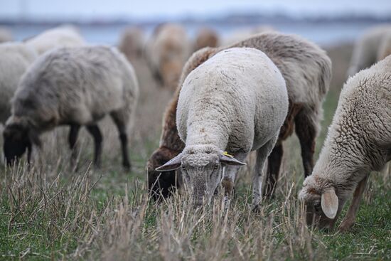 Russia Agriculture Livestock Breeding