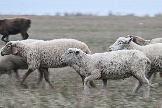 Russia Agriculture Livestock Breeding
