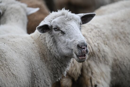 Russia Agriculture Livestock Breeding