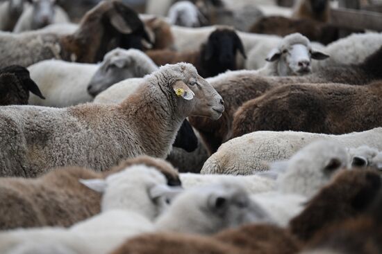 Russia Agriculture Livestock Breeding
