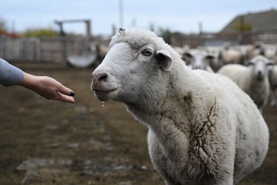 Russia Agriculture Livestock Breeding
