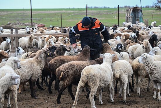 Russia Agriculture Livestock Breeding