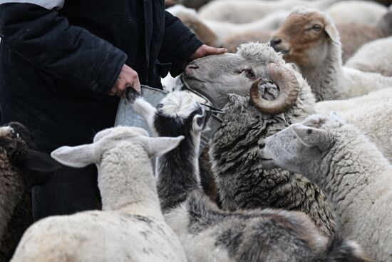 Russia Agriculture Livestock Breeding