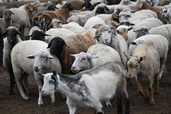 Russia Agriculture Livestock Breeding