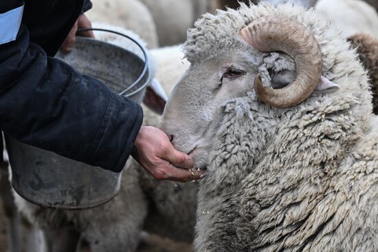 Russia Agriculture Livestock Breeding