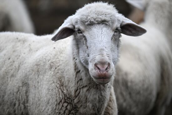 Russia Agriculture Livestock Breeding
