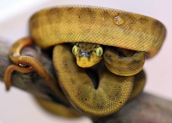 Russia Lunar New Year Symbol