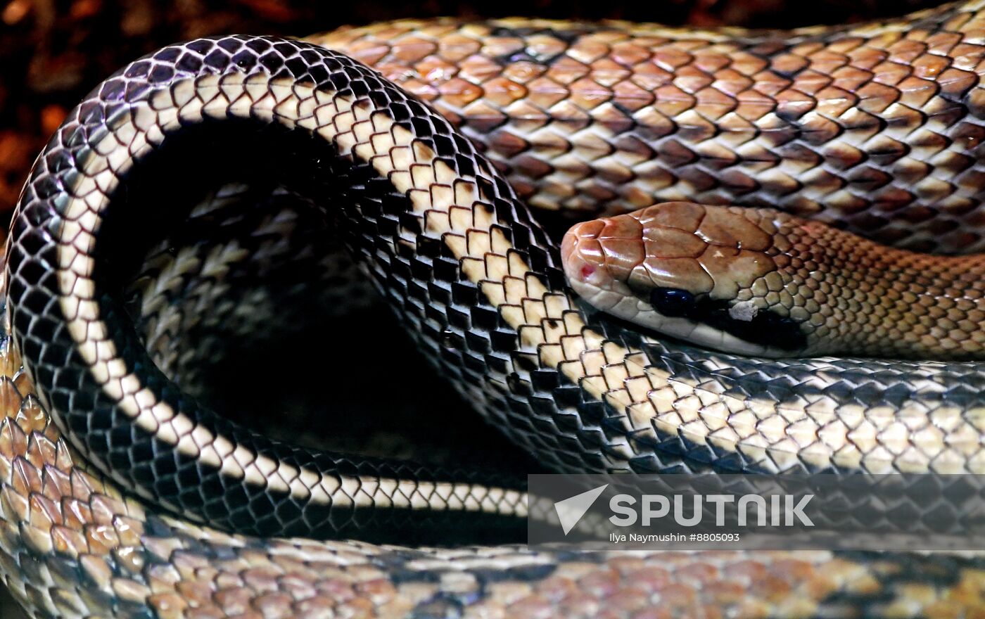 Russia Lunar New Year Symbol