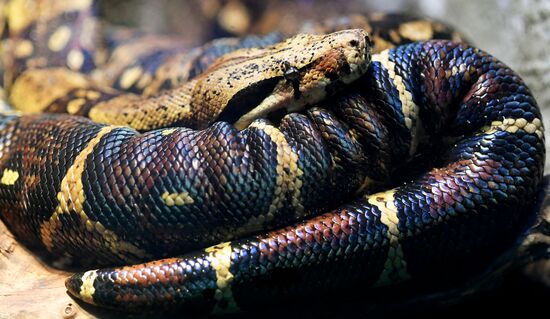 Russia Lunar New Year Symbol