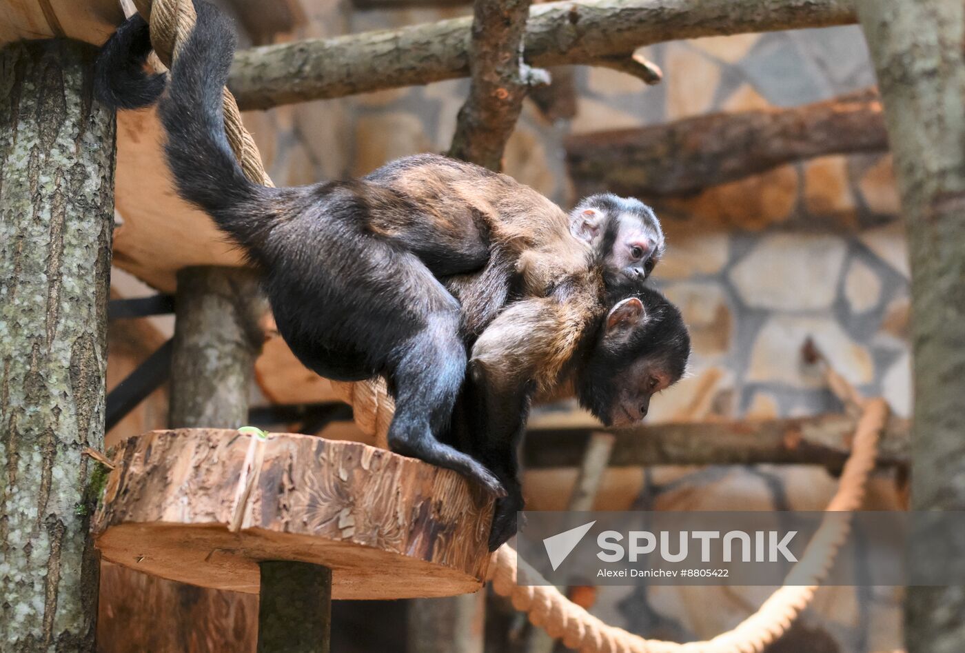 Russia Zoo Black Capuchin Baby