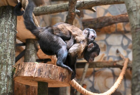 Russia Zoo Black Capuchin Baby