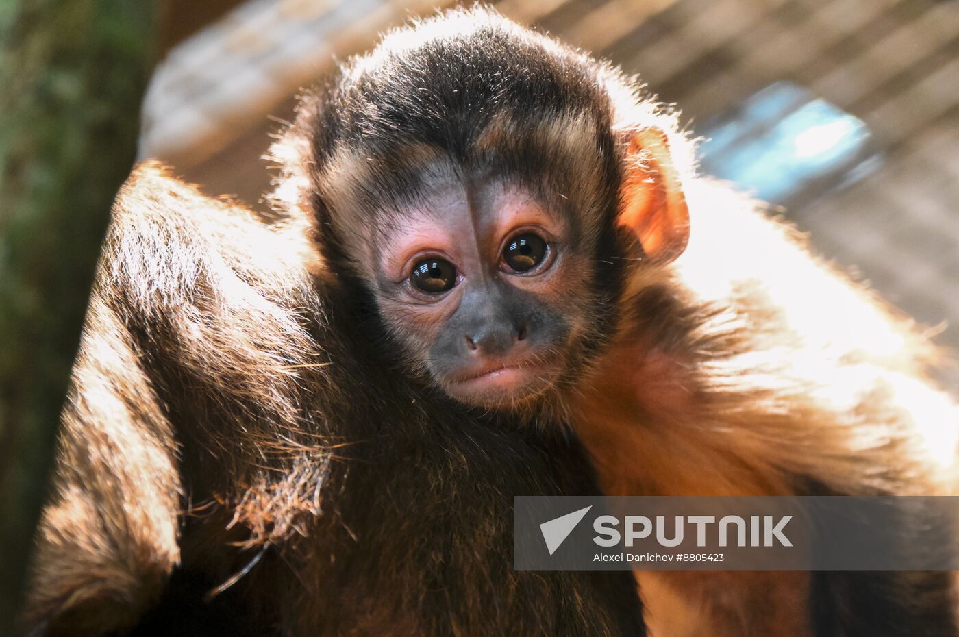 Russia Zoo Black Capuchin Baby