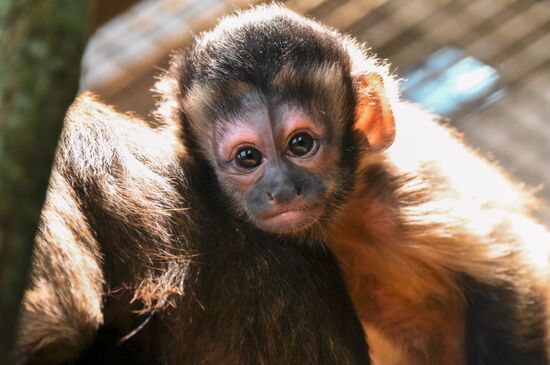 Russia Zoo Black Capuchin Baby