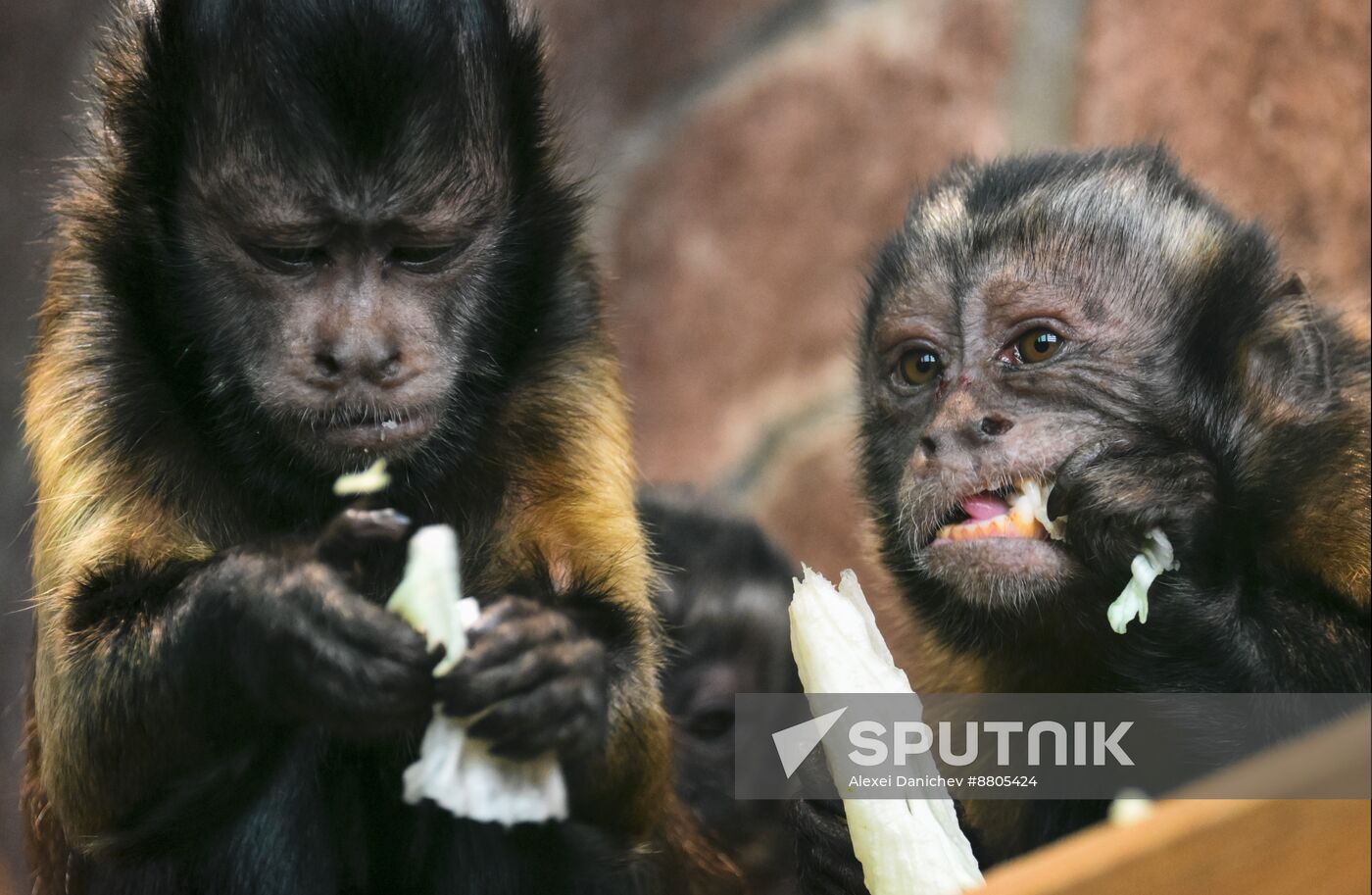 Russia Zoo Black Capuchin Baby