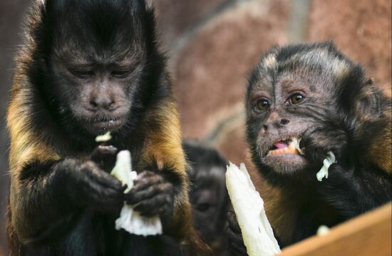 Russia Zoo Black Capuchin Baby