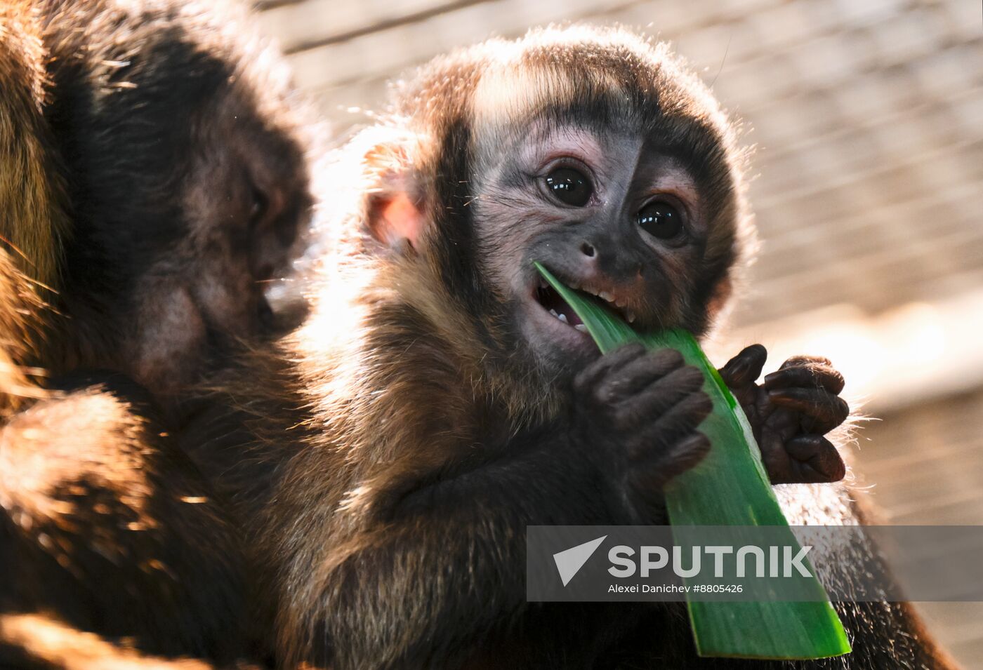 Russia Zoo Black Capuchin Baby