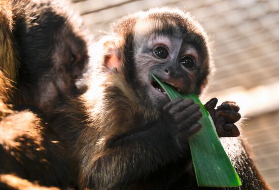 Russia Zoo Black Capuchin Baby