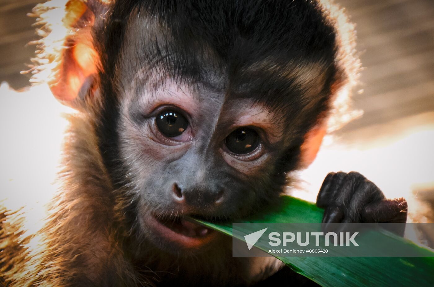 Russia Zoo Black Capuchin Baby