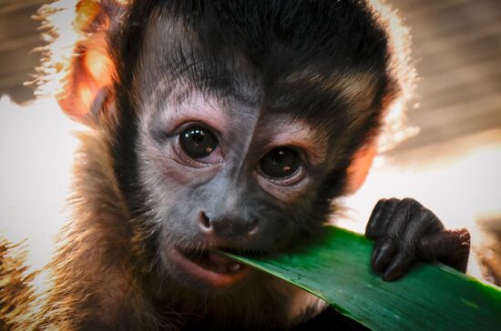 Russia Zoo Black Capuchin Baby