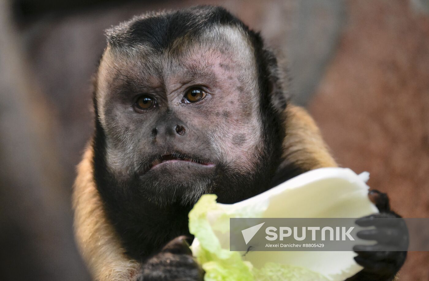 Russia Zoo Black Capuchin Baby