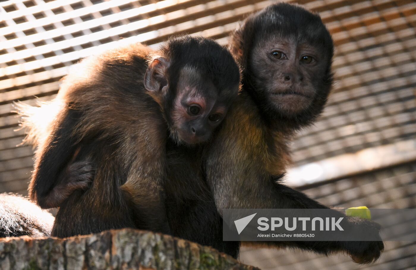 Russia Zoo Black Capuchin Baby