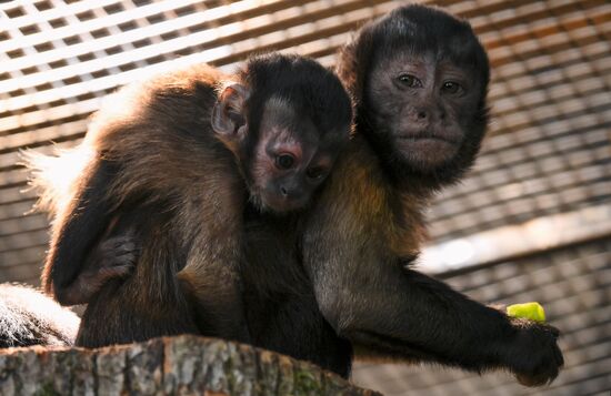 Russia Zoo Black Capuchin Baby