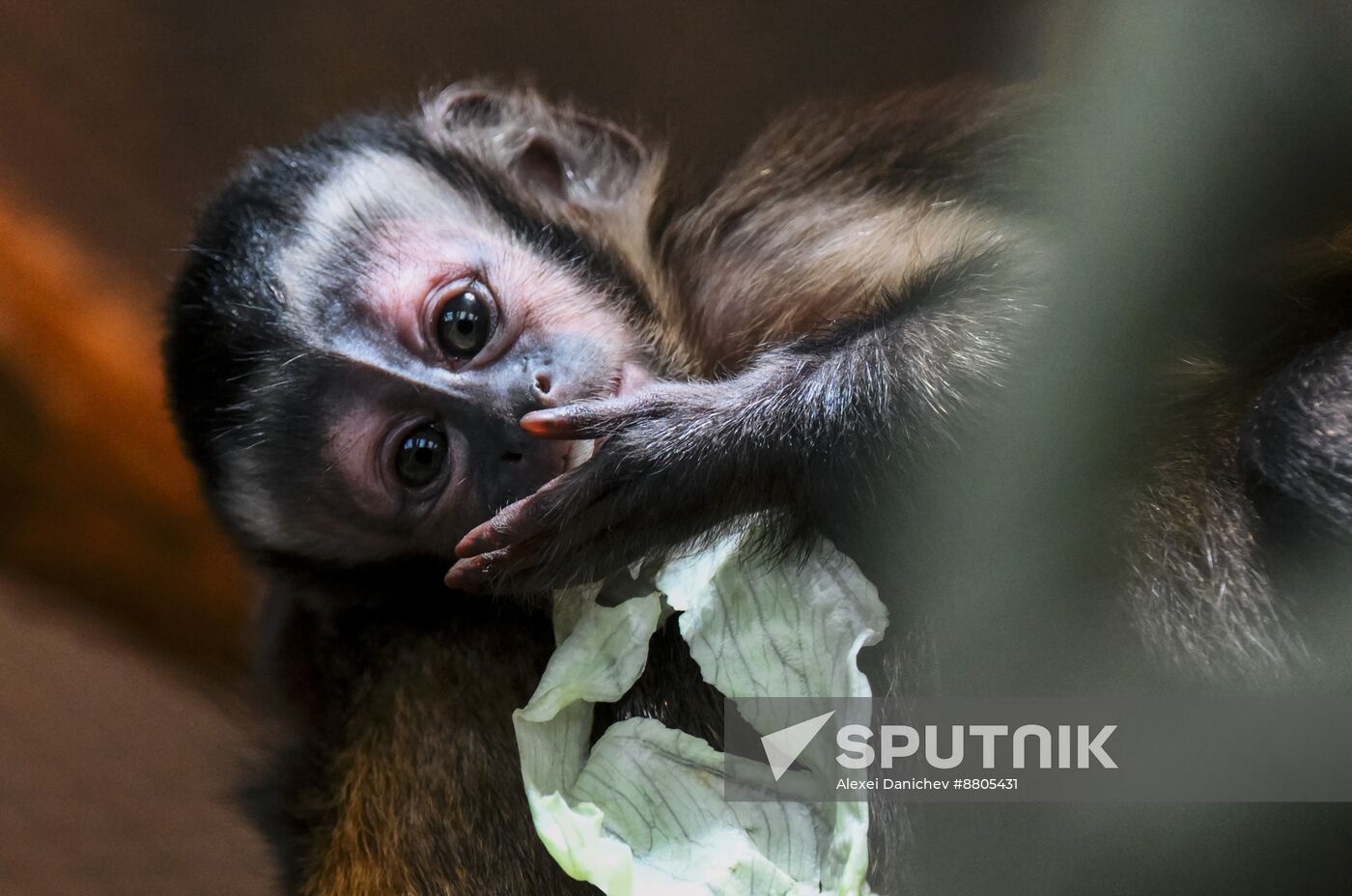 Russia Zoo Black Capuchin Baby