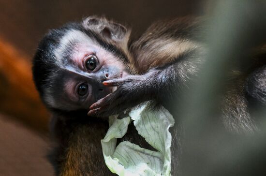 Russia Zoo Black Capuchin Baby