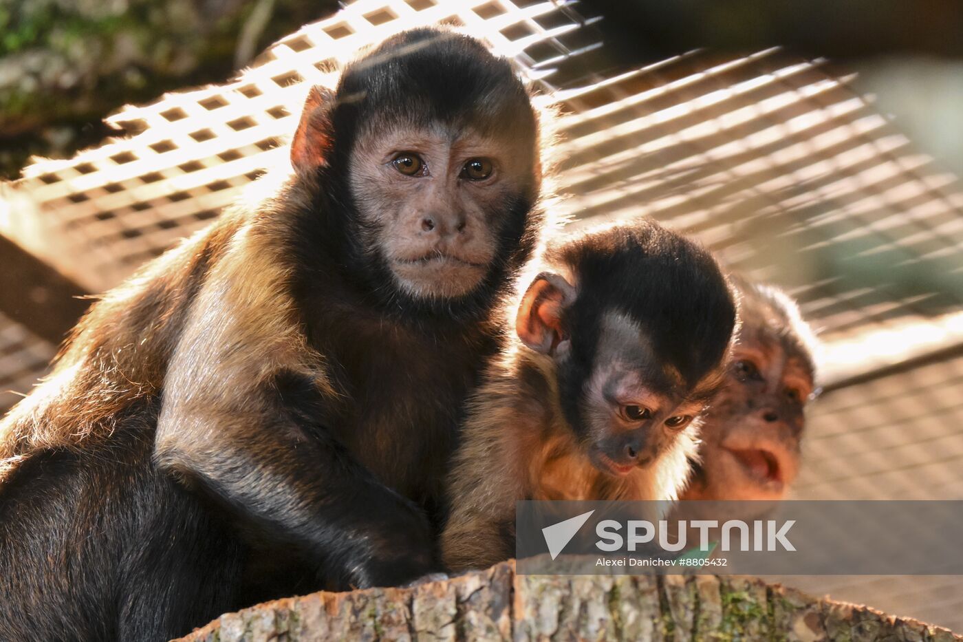 Russia Zoo Black Capuchin Baby